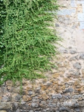 A beautifully finished stone wall blending seamlessly into a lush Cape Cod garden.