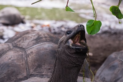 turtle picking green leaf seychelles teams background