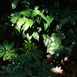 Sunlight filtering through a canopy of leaves, casting playful shadows.
