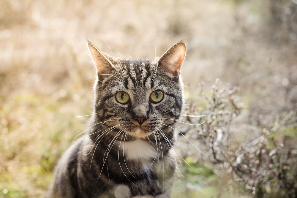 Gato atigrado plateado