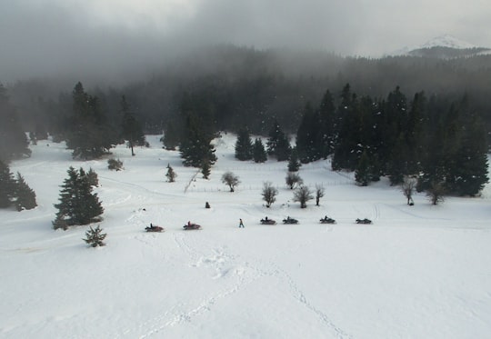 white snowfield with trees in Phocis Greece