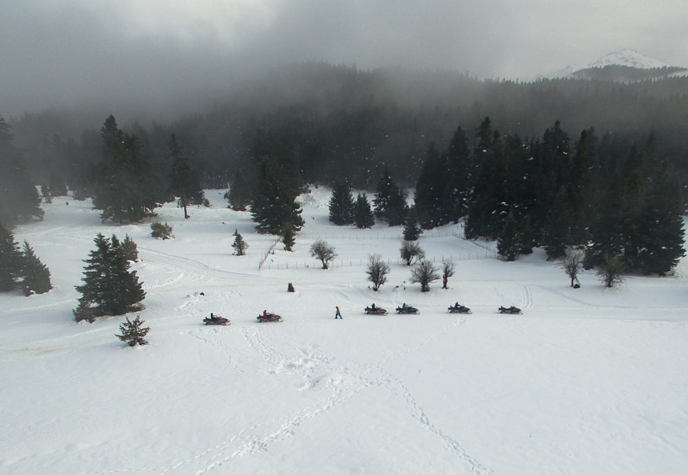 white snowfield with trees