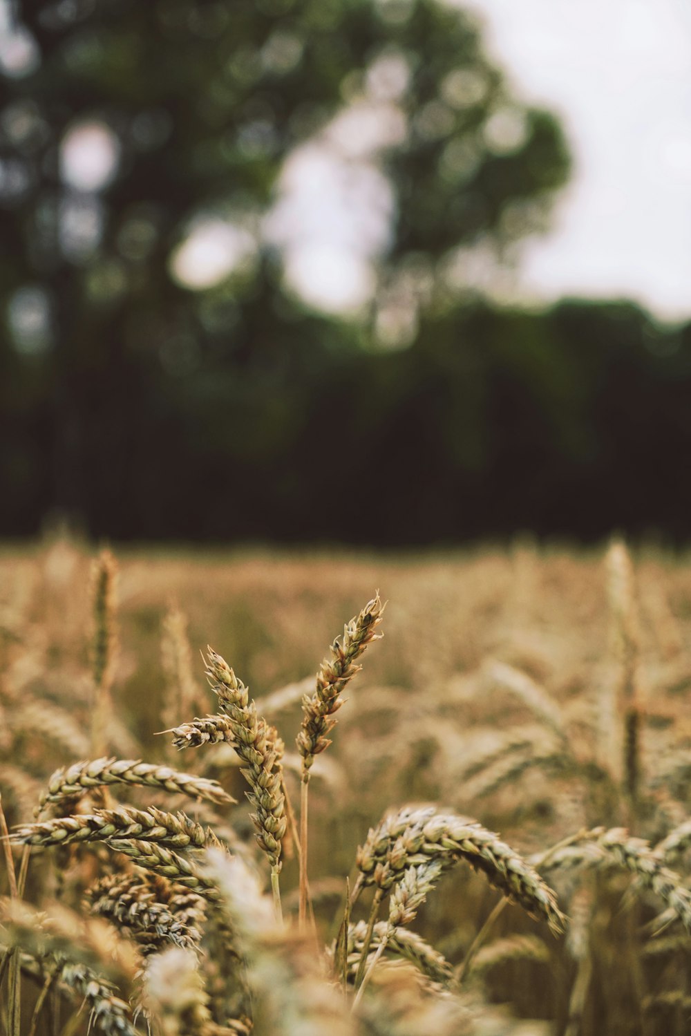 昼間の小麦の浅焦点撮影