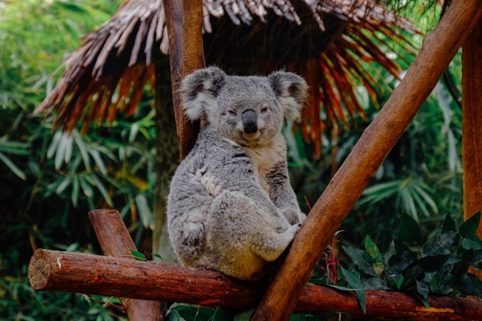 koala isadeviaje 