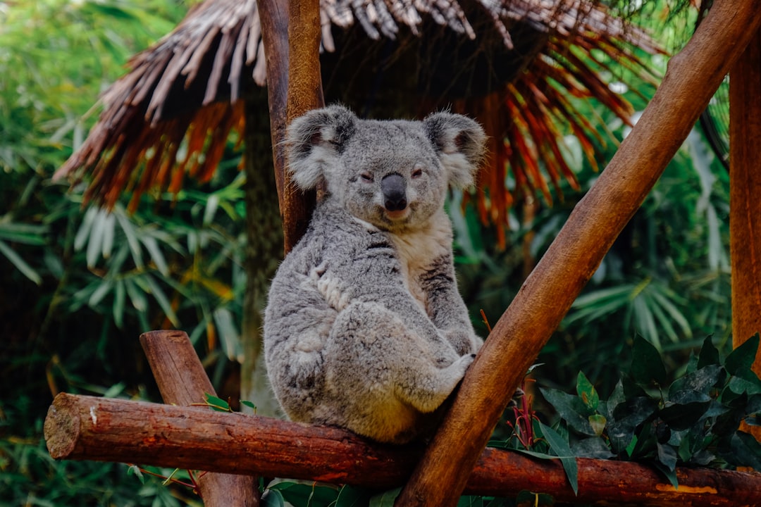  brown animal on branch koala