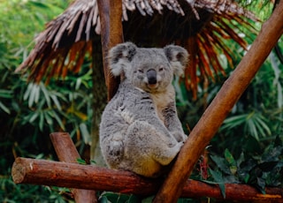 brown animal on branch