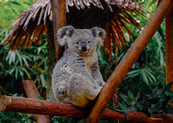 brown animal on branch