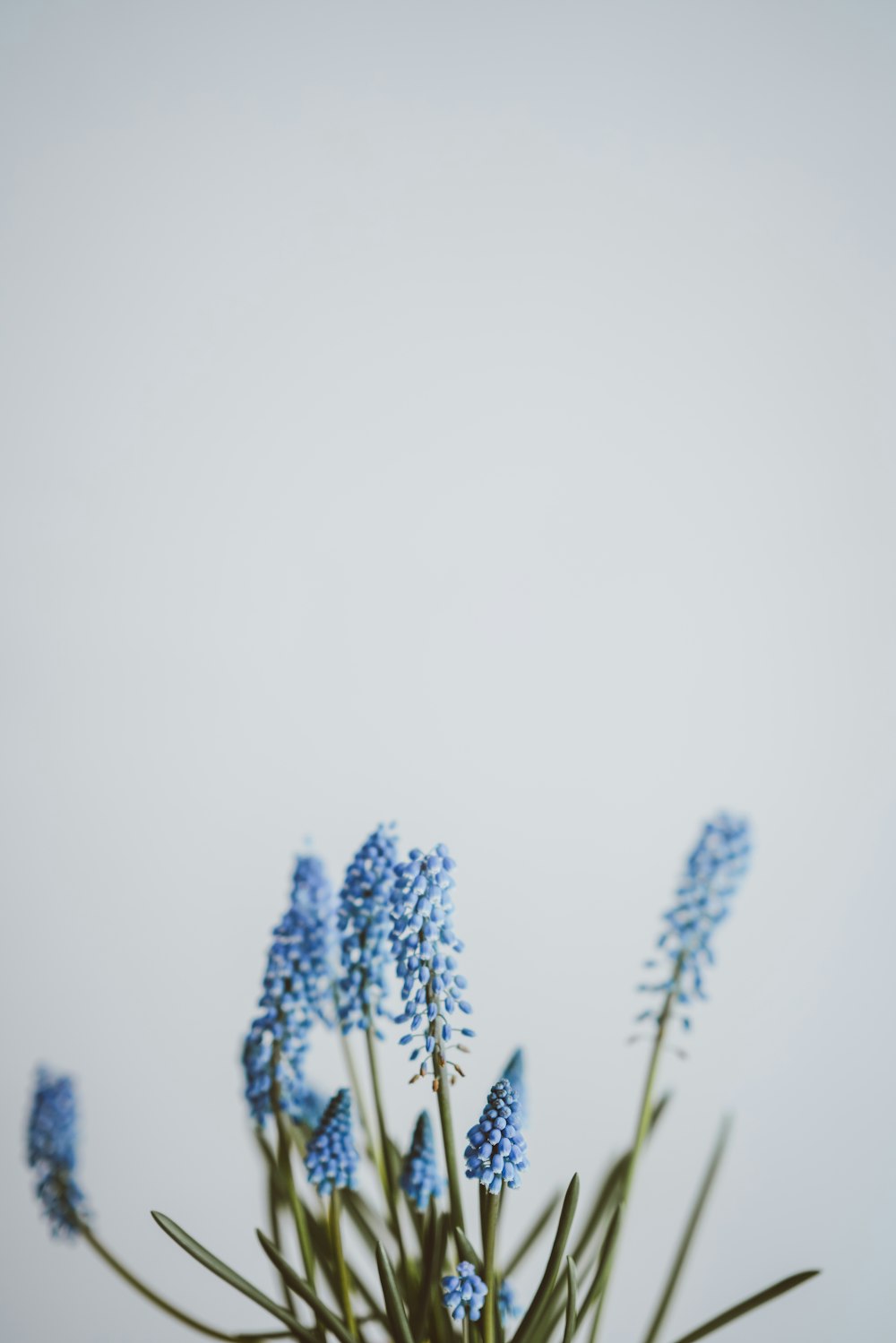 꽃이 만발한 푸른 꽃잎의 선택적 초점 사진
