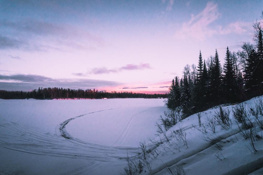 snow field between trees