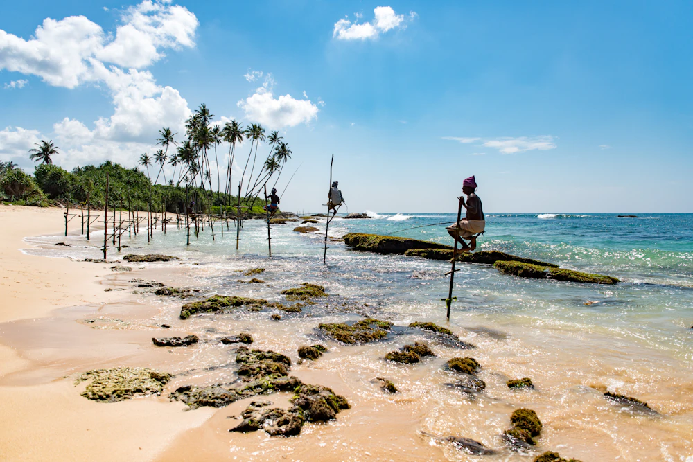 Stilt fishermen on wooden poles in shallow coastal water