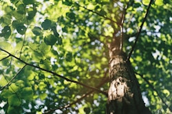 macro shot photography of tree during daytime