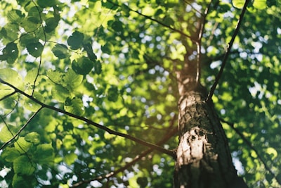 macro shot photography of tree during daytime
