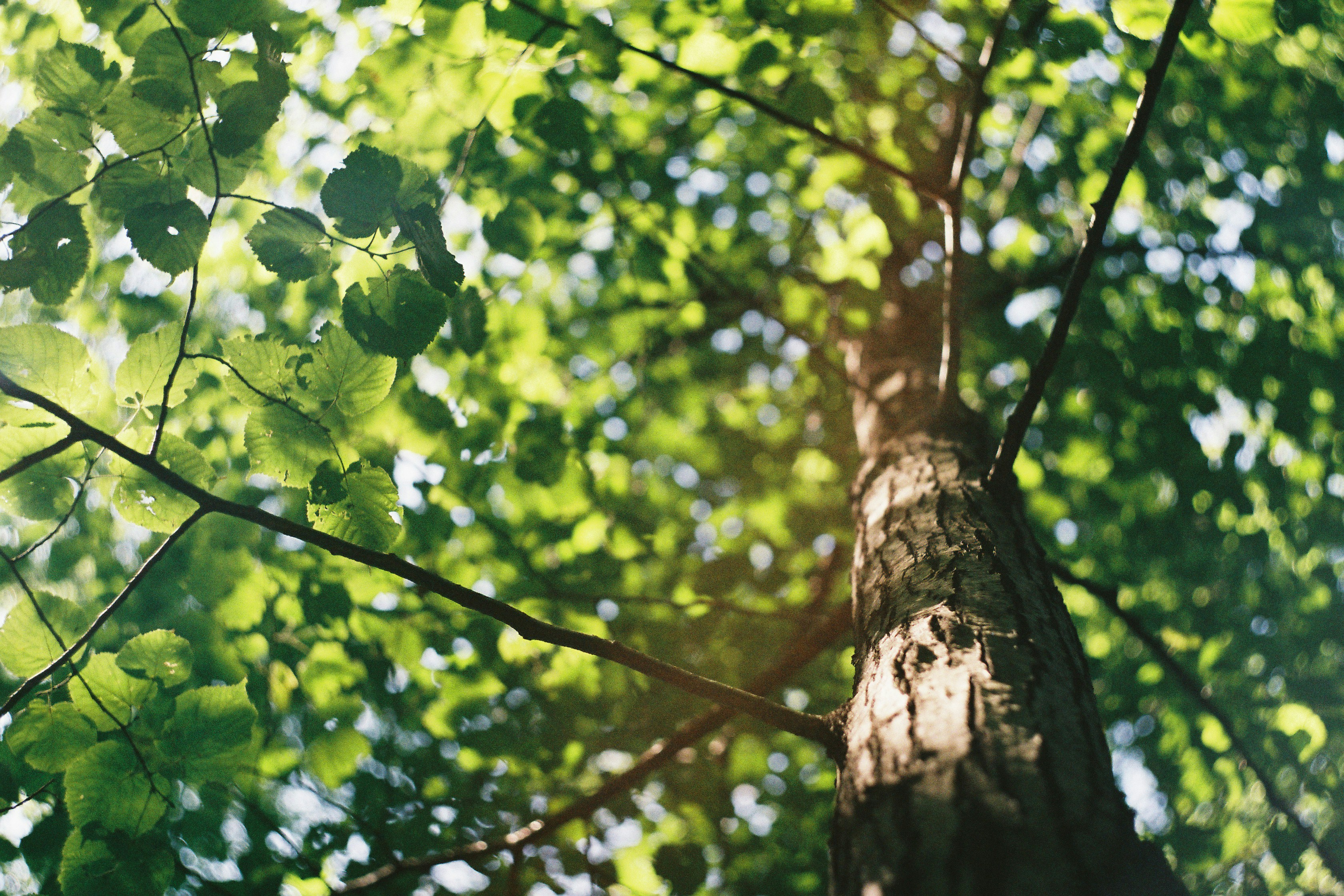 tree