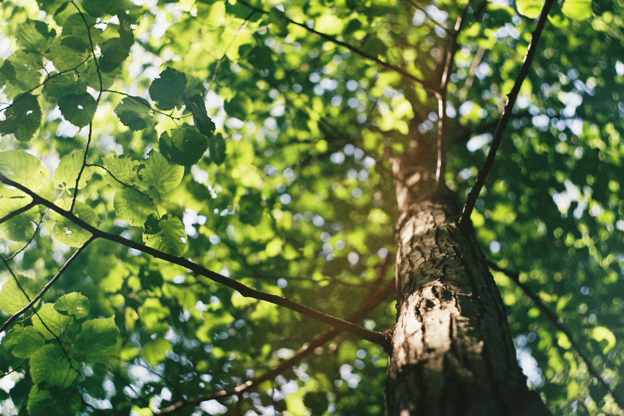 sun shining through the leaves of a tree