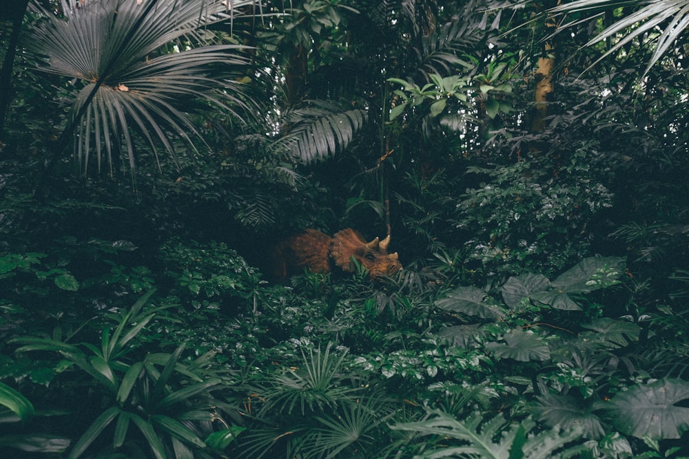brown triceratops surrounded by plants