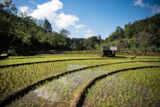 rice paddy during daytime