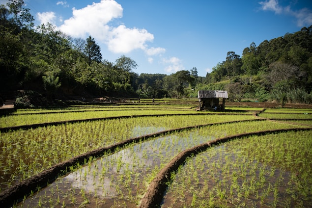 rice paddy during daytime