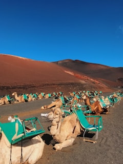 camel sitting on ground beside folding chairs