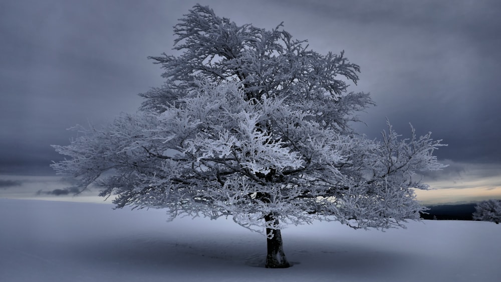 Árbol cubierto de nieve durante el día