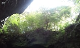 A lush canopy of green vegetation and ferns is visible from within a dark cave. Sunlight filters through the leaves, illuminating parts of the greenery and highlighting the texture of the cave's entrance.