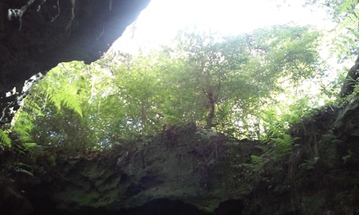 A lush canopy of green vegetation and ferns is visible from within a dark cave. Sunlight filters through the leaves, illuminating parts of the greenery and highlighting the texture of the cave's entrance.