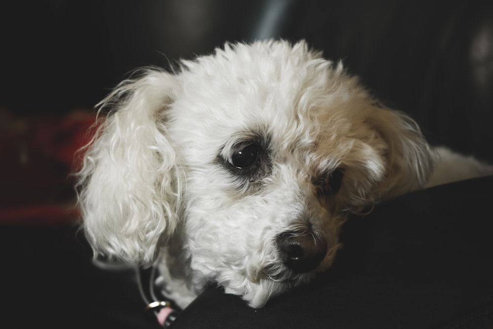 photography of white long-coated dog