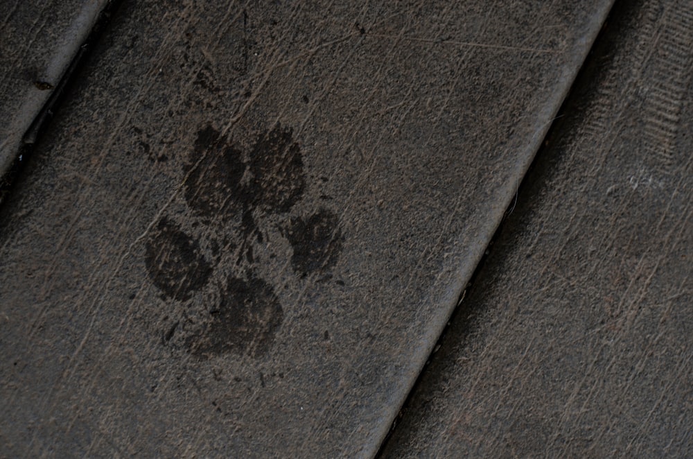 Una zampa di cane stampa su una superficie di cemento