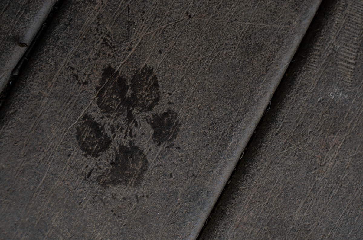 Barking Mad Dog Walking Service  logo