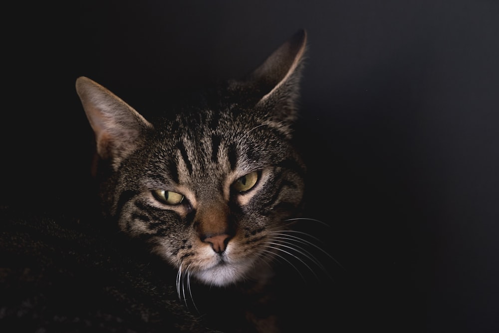 macro shot of silver tabby cat