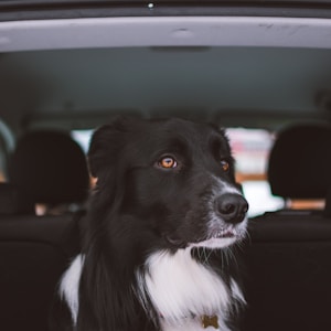 adult black and white collie sitting at the back of car