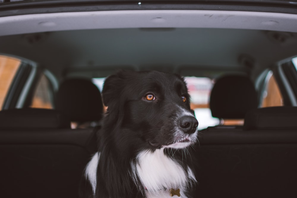 Ausgewachsener schwarz-weißer Collie sitzt hinten im Auto