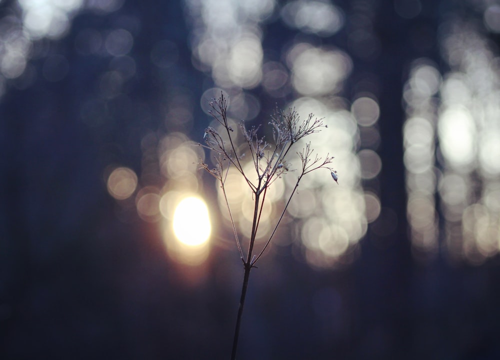 leafless bush with bokeh photography background