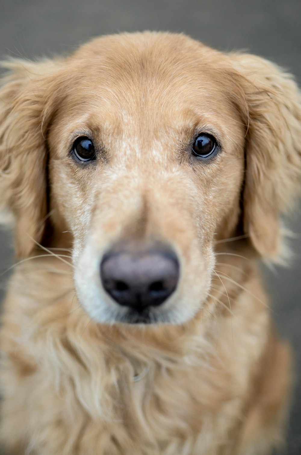 a close up of a dog's face looking at the camera