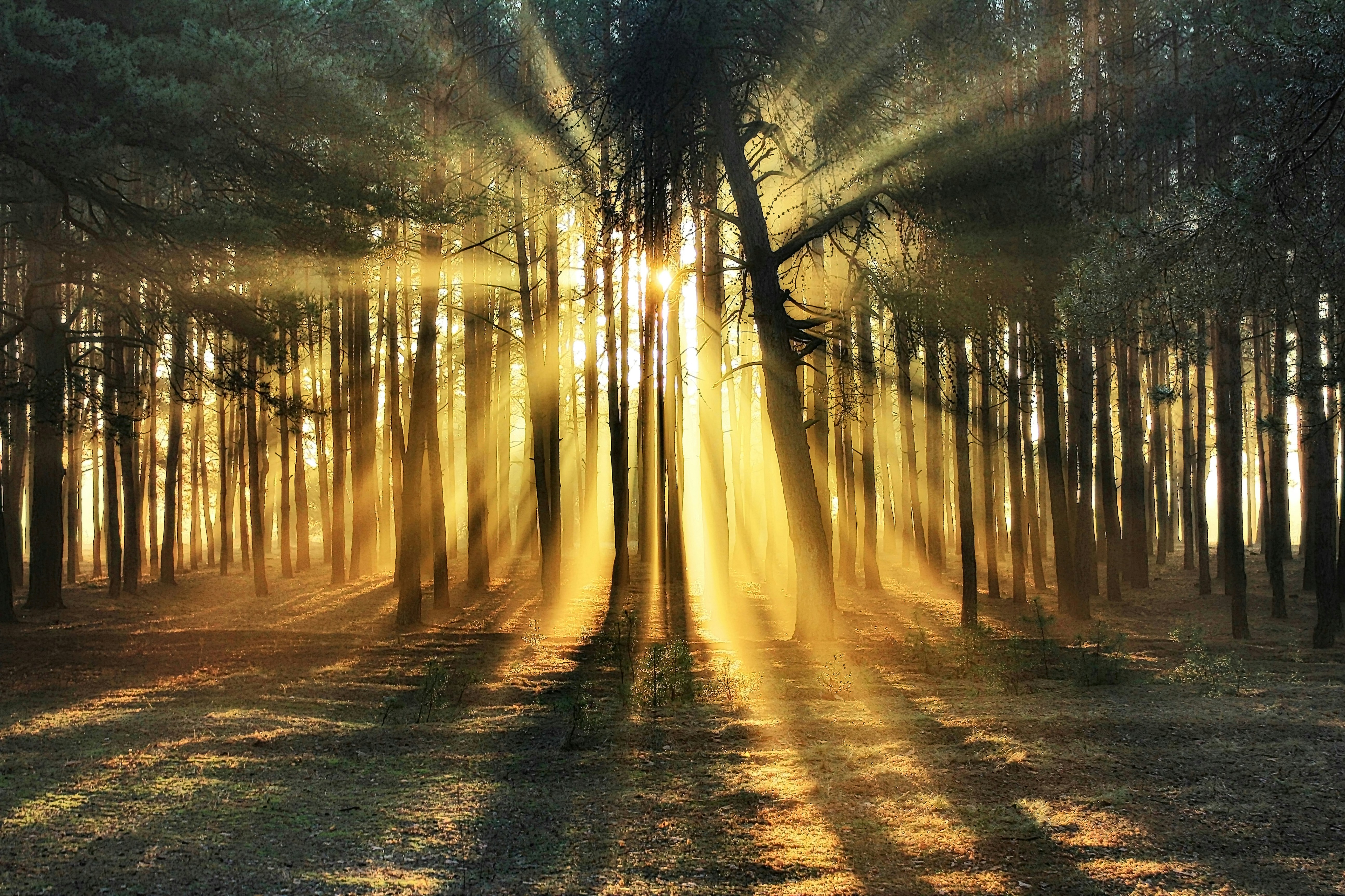 Sun Rays Through Trees Photo Free Ukrainka Image On Unsplash