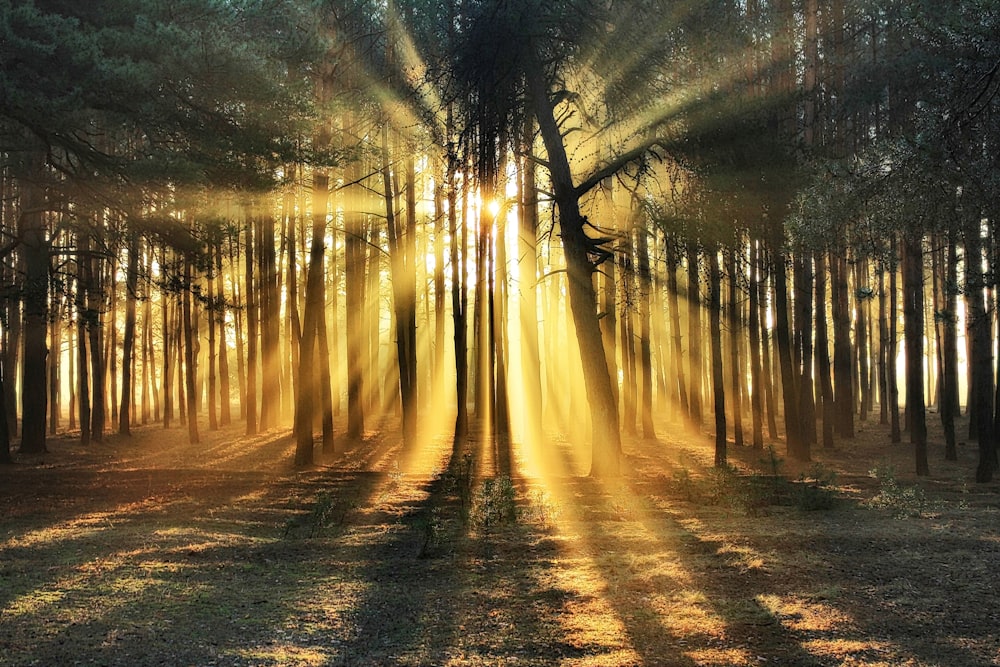 Sun Rays Through Trees Photo Free Ukrainka Image On Unsplash