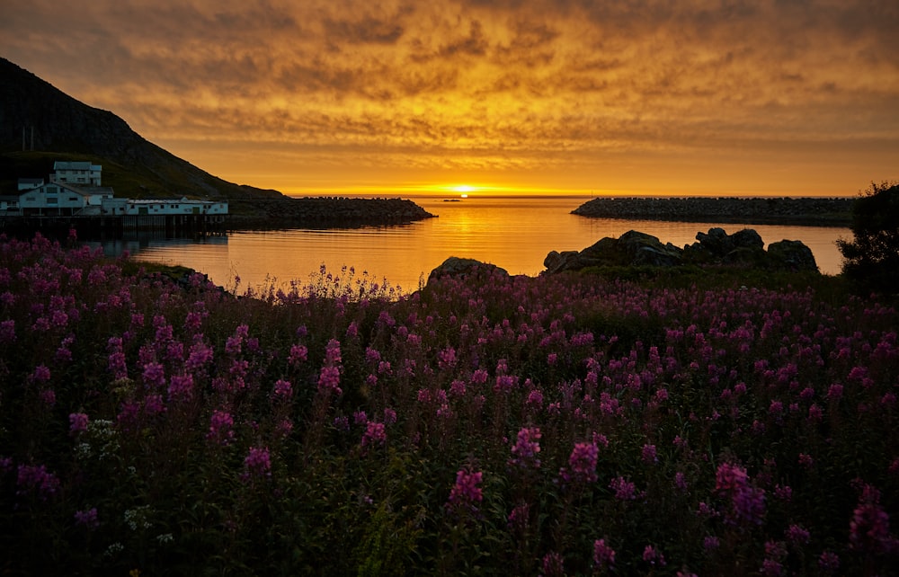 pink flowers near body of water during sunset