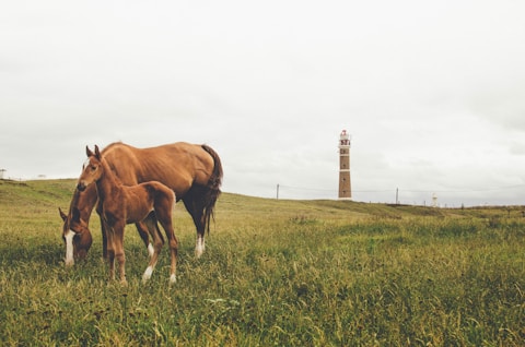 two brown horse and young horse on grass field