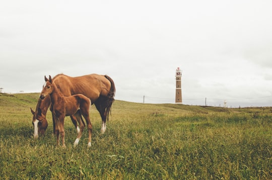 two brown horse and young horse on grass field in Cabo Polonio Uruguay