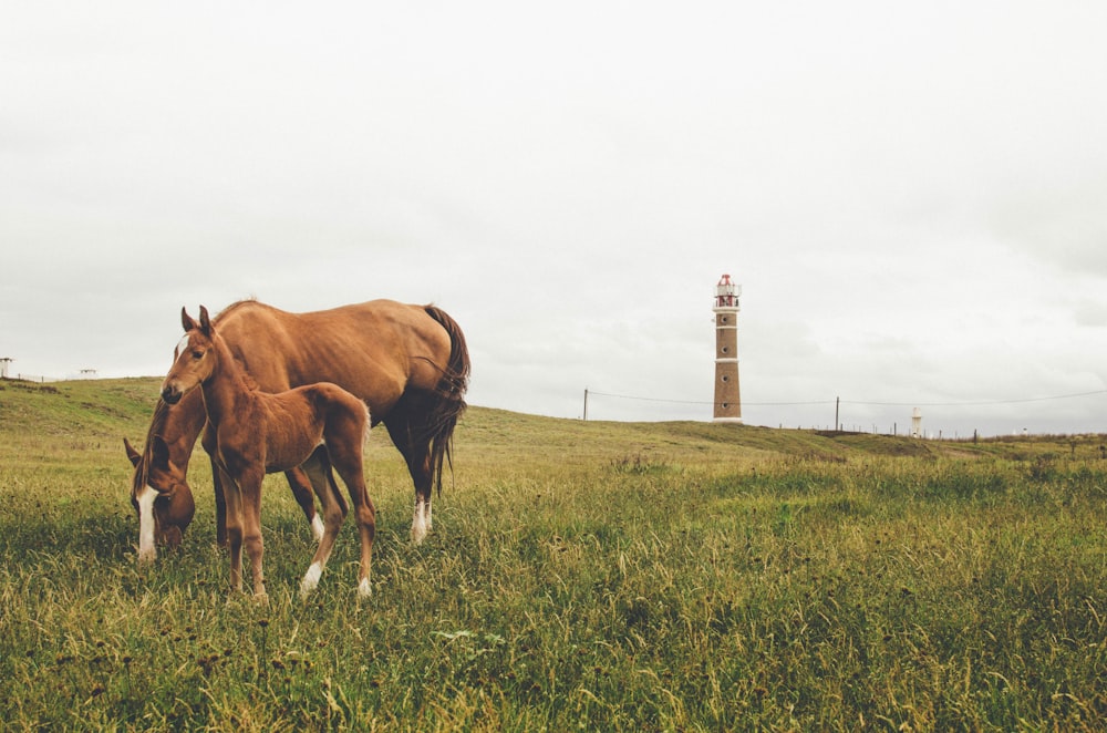 two brown horse and young horse on grass field