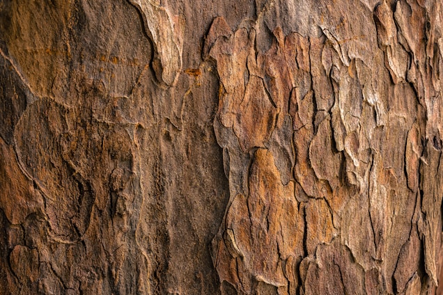 brown tree bark in closeup photography