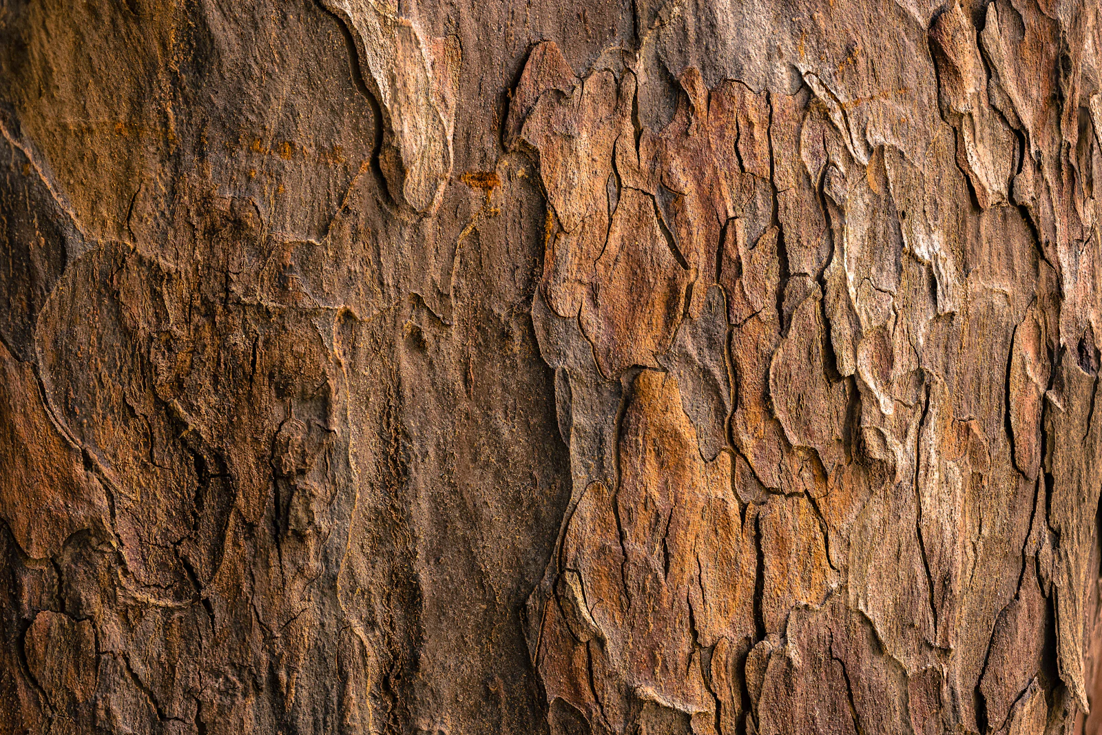 Corteccia di legno con texture marrone, macro fotografia