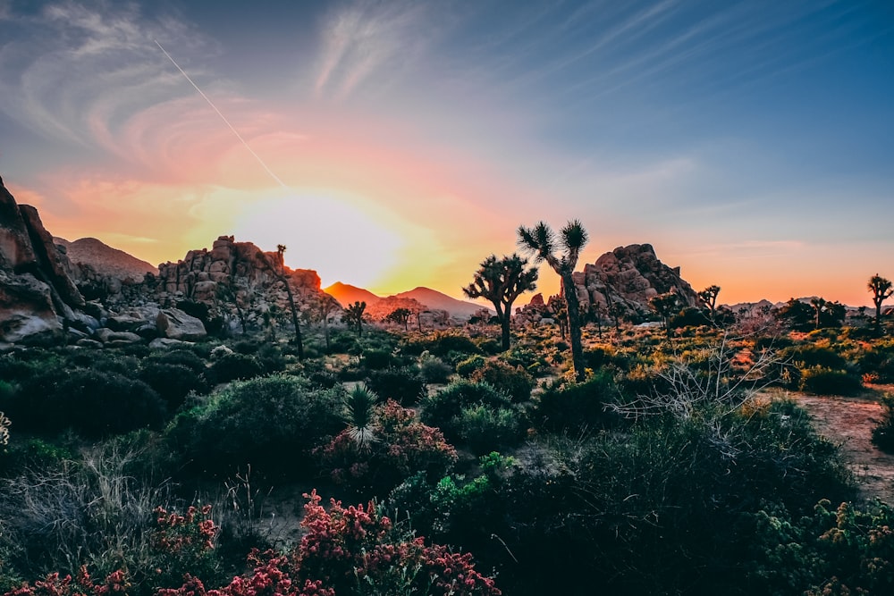 mountain with tree and grass during blue hour