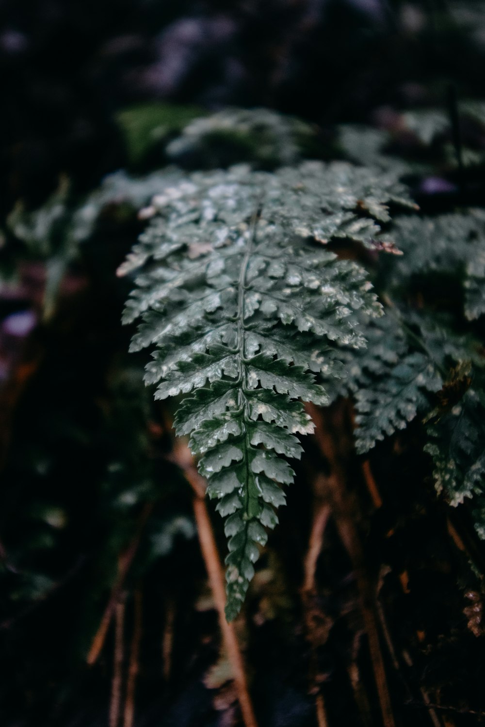 tilt shift photography of green leaf plant