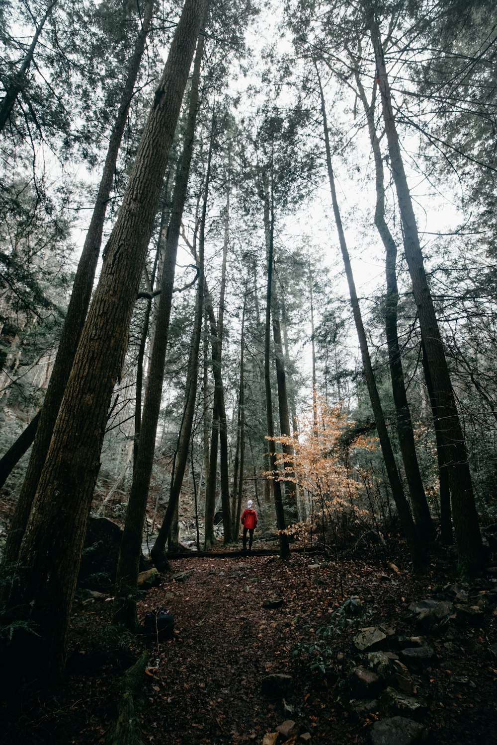 person standing between trees