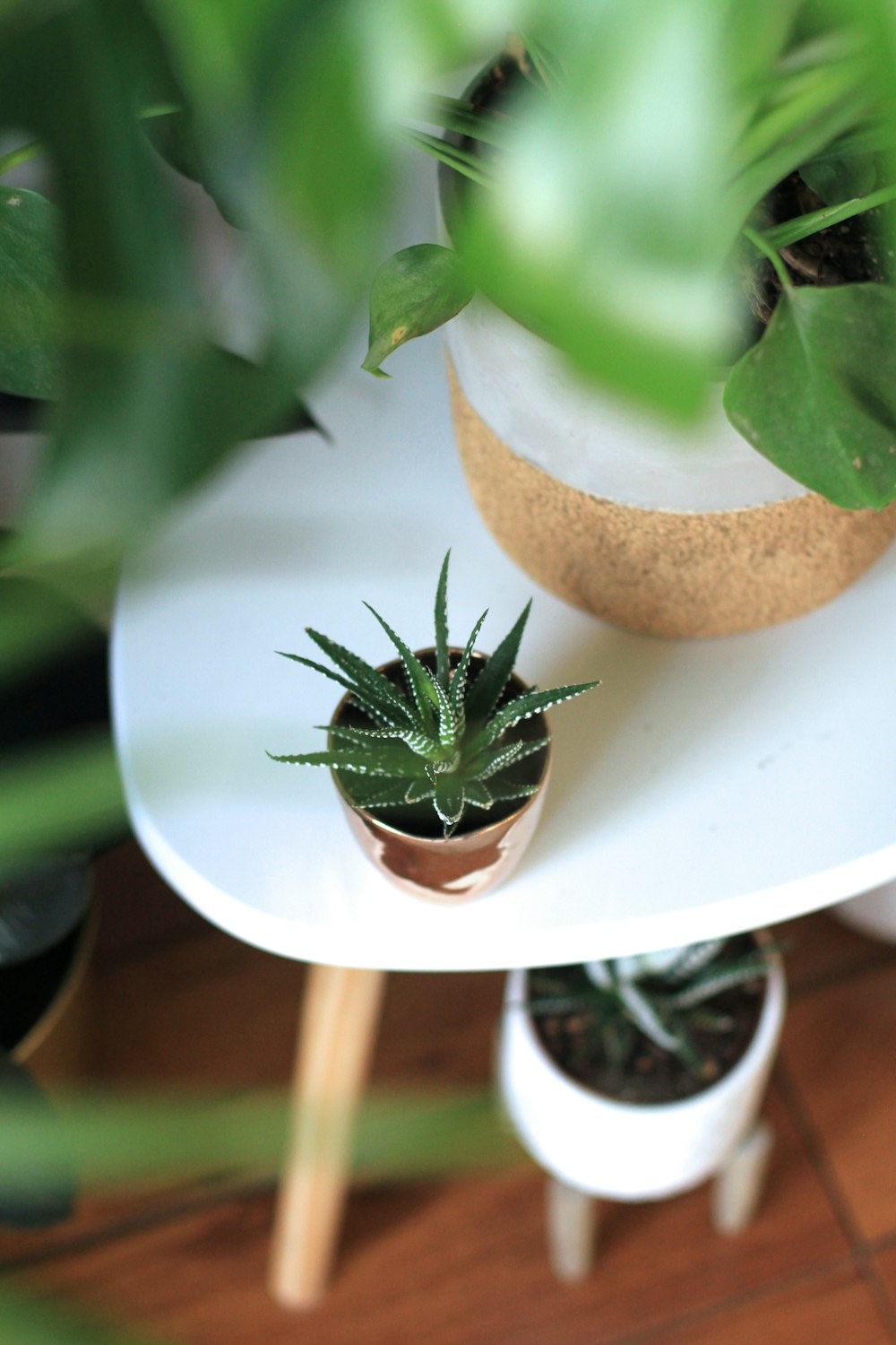 커피 테이블 상판에 녹색 알로에 베라 식물의 선택적 초점 사진