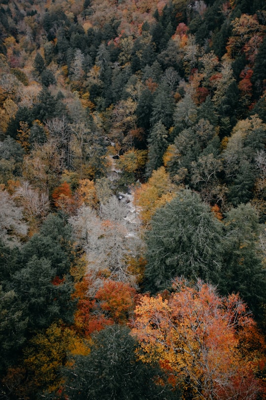 aerial photography of woods in Fall Creek Falls State Park United States
