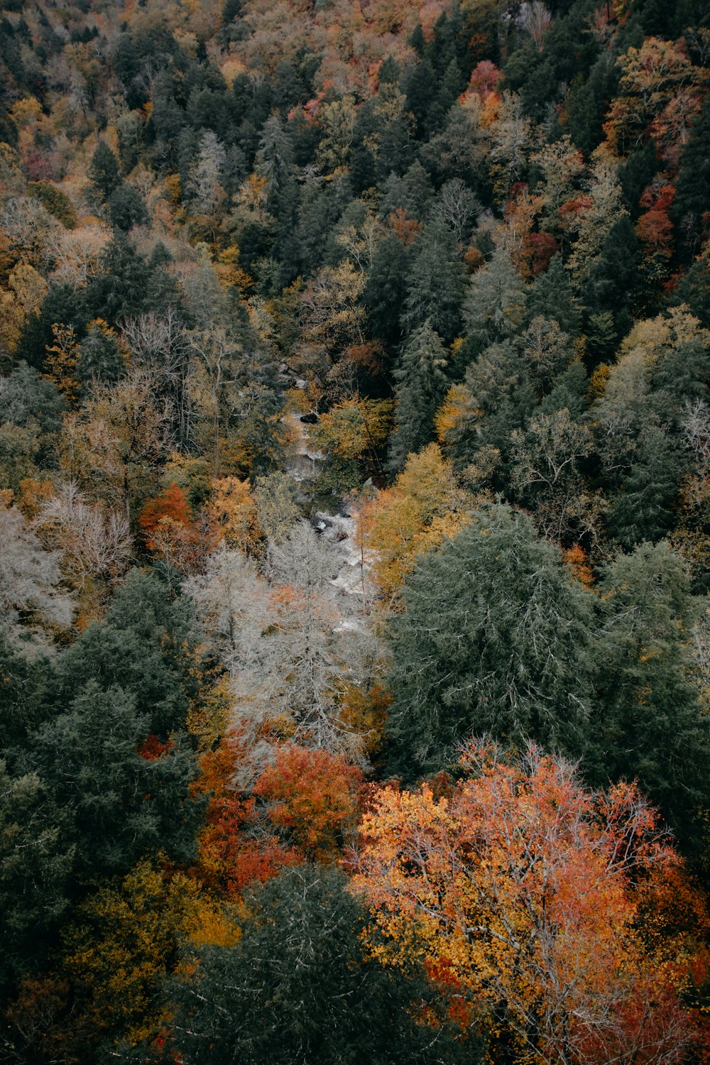 aerial photography of woods