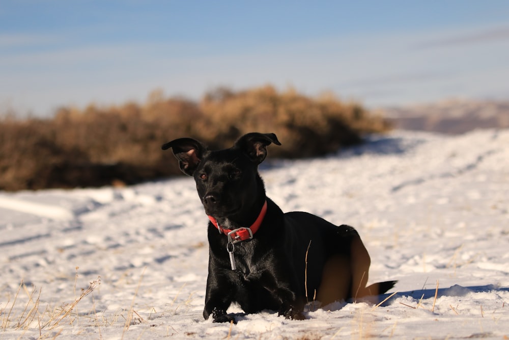 short-coated black dog on snow during daytime