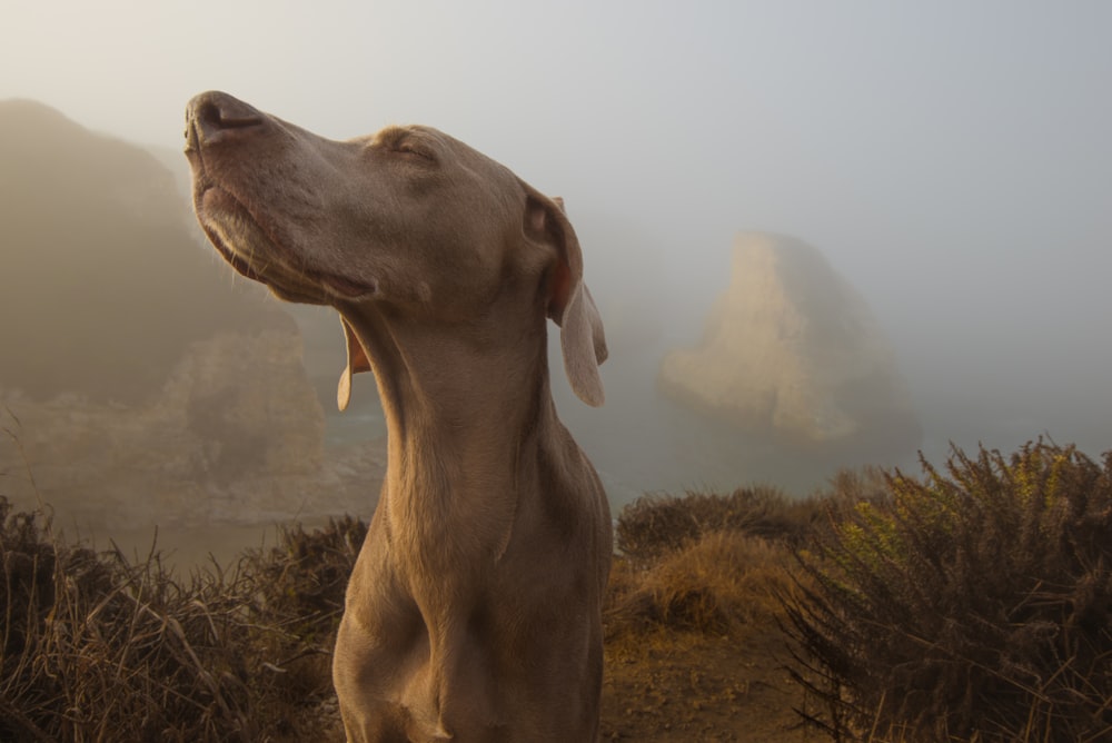 Fotografía de enfoque selectivo de perro marrón en la cima de un acantilado