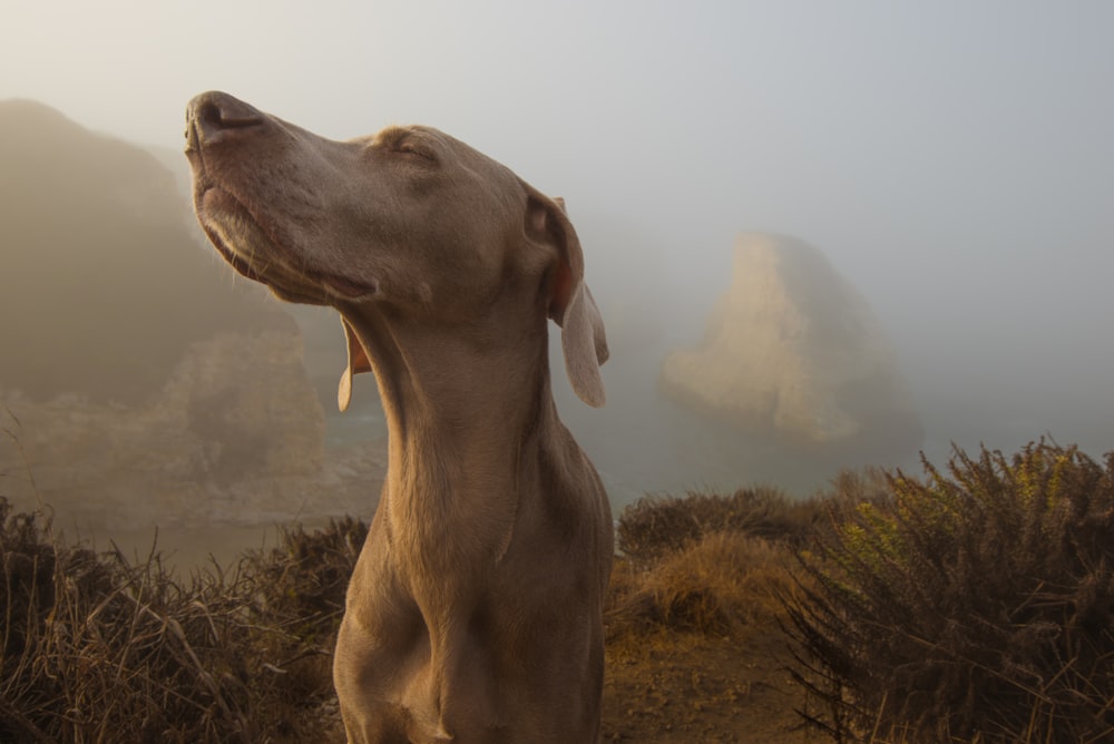 selective focus photography of brown dog on top of cliff